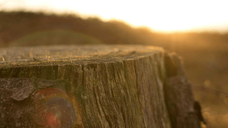 Bicycle - professional stock photography