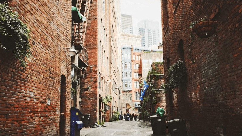 Forest - professional stock photography