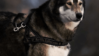 Green - professional stock photography