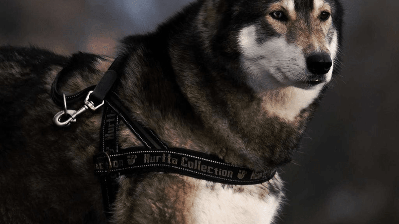 Green - professional stock photography