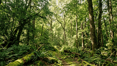 Pristine forest with sunlight filtering through tall green trees