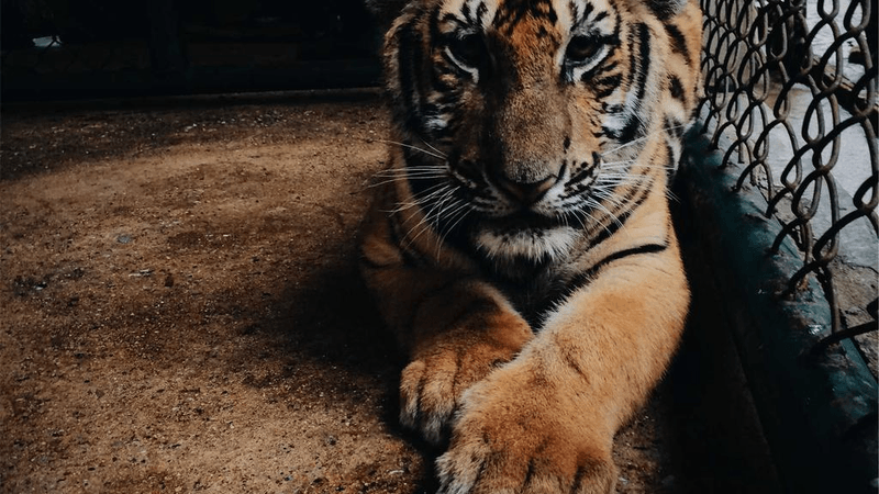 Nature - professional stock photography