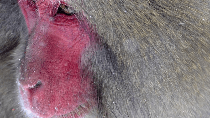 Organic - professional stock photography