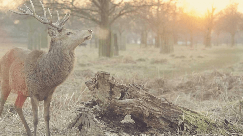 Rainwater - professional stock photography