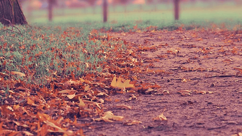 Tree - professional stock photography