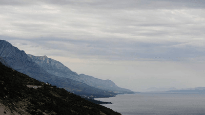 Tree - professional stock photography